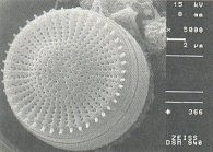 Stephanodiscus hantzschii