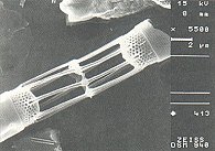 Skeletonema costatum