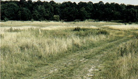 Besenhorster Sandberge