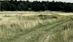 Naturschutzgebiet Besenhorster Sandberge