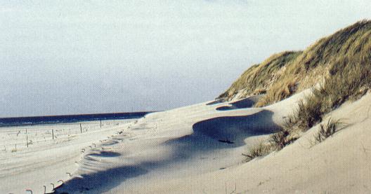 Amrum Odde