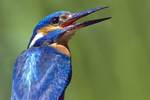 Eisvogel mit offenem Schnabel