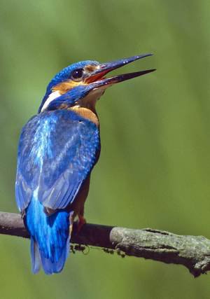 Eisvogel mit offenem Schnabel