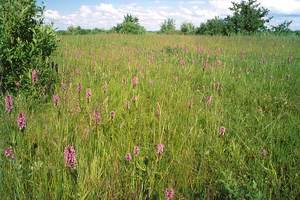 Knabenkraut im Feld