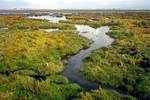 Salzwiese im Wöhrdener Loch