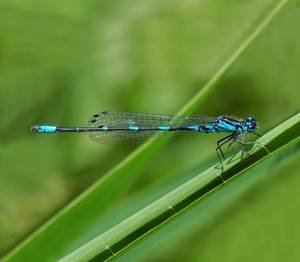 Fledermaus Azurjungfer