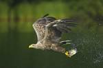 fliegender Seeadler