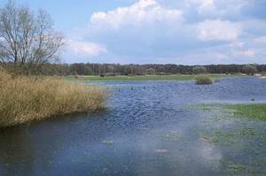 Elbsandwiese bei Frühjahrshochwasser