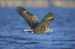 Seeadler auf Beutejagd