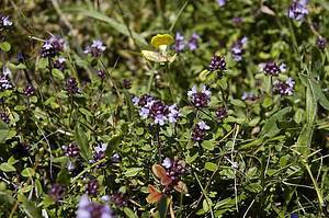 Hornklee und Sand-Thymian