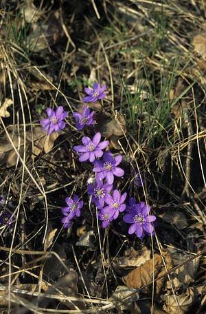 Leberblümchen