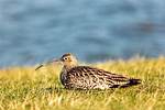 Großer Brachvogel