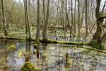 Bruchwald mit Birken und Eschen