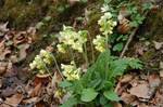 Hohe Schlüsselblume