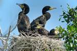 Kormoran Jungvögel im Nest