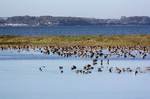 Flachwasserzonen bieten vielen Vogelarten ideale Rast- und brutmöglichkeiten