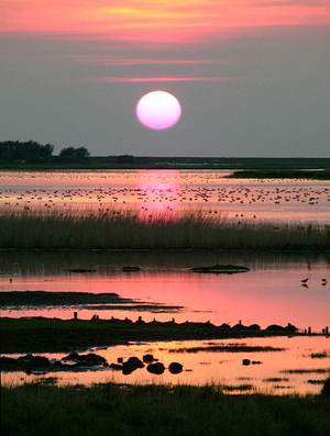 Abendsonne im Hauke Haien Koog